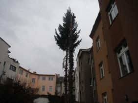 Kácení stromu Přerov